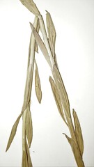 Erysimum inconspicuum