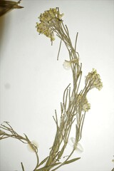 Erysimum inconspicuum