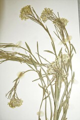 Erysimum inconspicuum