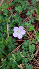 Geranium schiedeanum