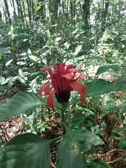 Justicia carnea
