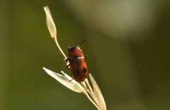 Coptocephala