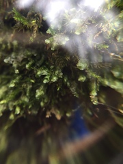 Homalia trichomanoides