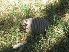 Chaetophractus vellerosus