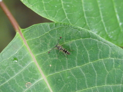 Diasemopsis aethiopica