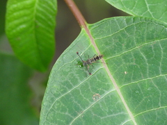 Diasemopsis aethiopica