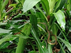 Dendrelaphis formosus