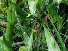 Dendrelaphis formosus