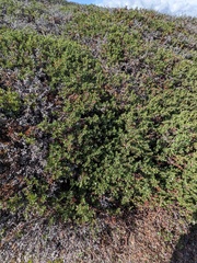 Arctostaphylos pacifica