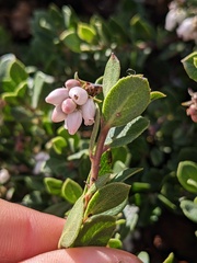 Arctostaphylos pacifica