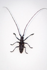 Monochamus carolinensis