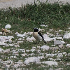 Oenanthe melanoleuca