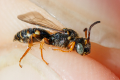 Nomada rufipes