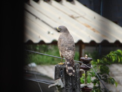 Rupornis magnirostris