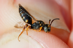 Nomada rufipes