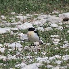 Oenanthe melanoleuca