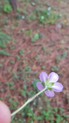 Geranium schiedeanum