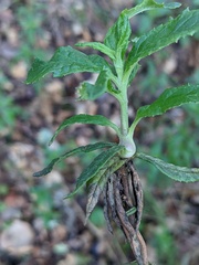 Neolasioptera mimuli