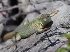 Lacerta trilineata