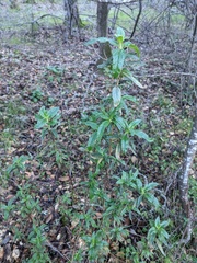 Neolasioptera mimuli