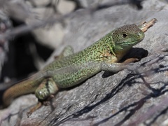 Lacerta trilineata