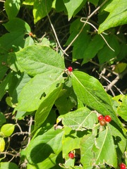 Lonicera maackii