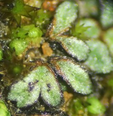 Riccia nigrella