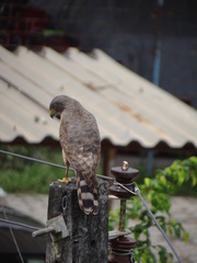 Rupornis magnirostris