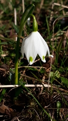 Leucojum vernum