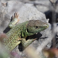 Lacerta trilineata