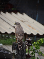 Rupornis magnirostris