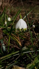 Leucojum vernum
