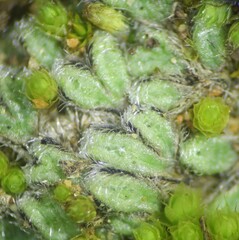 Riccia trichocarpa