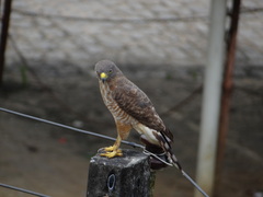 Rupornis magnirostris