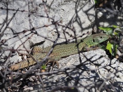 Lacerta trilineata