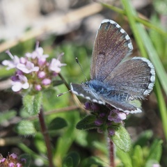 Pseudophilotes vicrama
