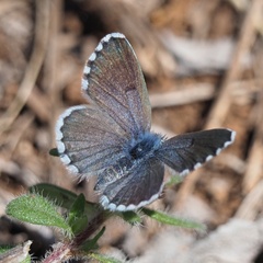 Pseudophilotes vicrama