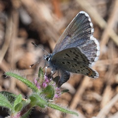 Pseudophilotes vicrama