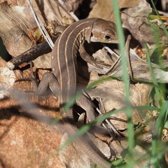 Lacerta trilineata