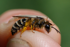 Andrena denticulata