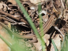 Lacerta trilineata