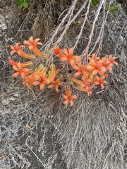 Tylecodon grandiflorus