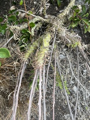 Tylecodon grandiflorus