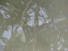 Oxyzygonectes dovii
