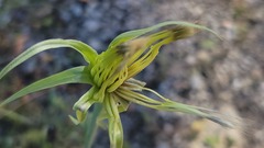 Tragopogon