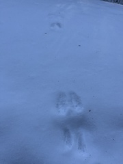 Lepus americanus