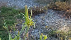 Tragopogon