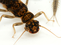 Perlodes microcephalus