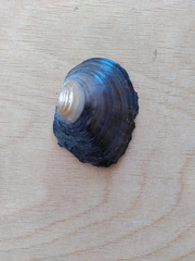 Sinanodonta woodiana