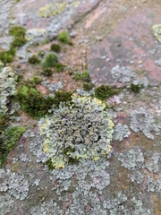 Xanthoria parietina